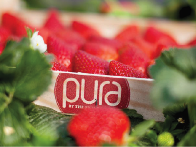 Pura Beeren – 1.3